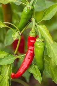 Cayenne Vegetable Seeds for Planting, 100 Pcs pcs - Dharaseeds