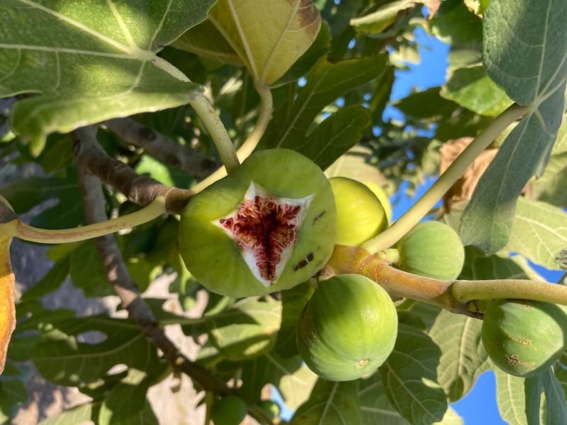 Grecian Fig (Ficus carica)