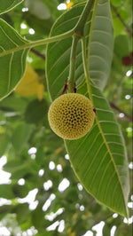 Green Anthocephalus Kadamba Plant Seeds for Planting - NON GMO Seeds Dhara Seeds