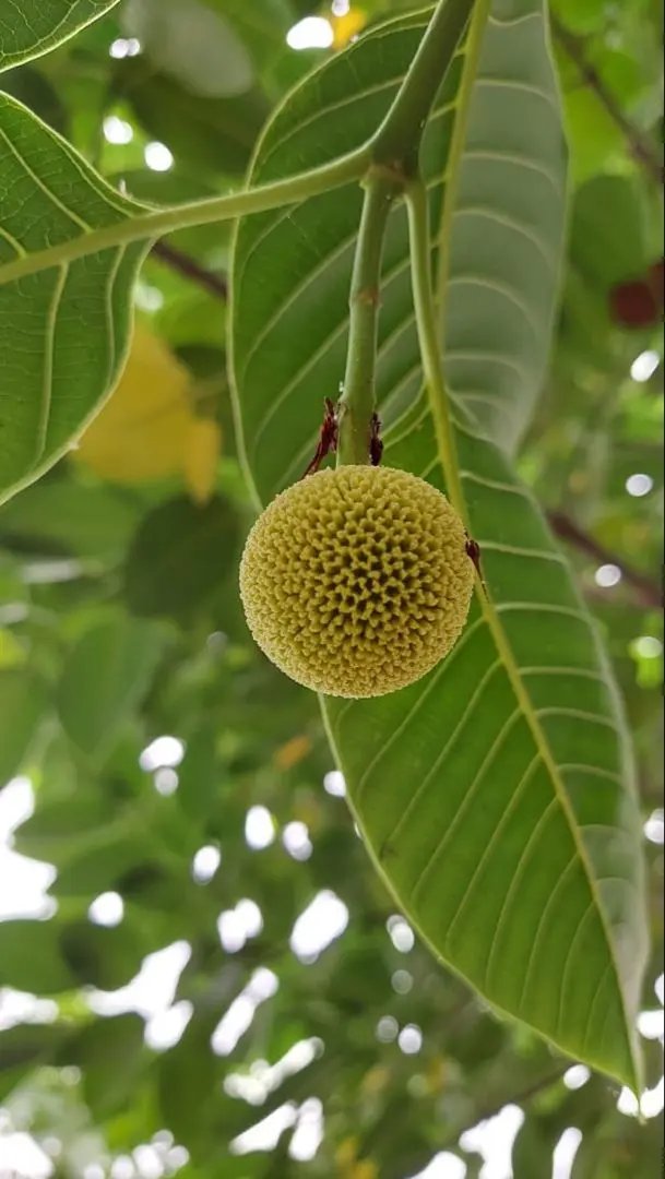 Green Anthocephalus Kadamba Plant Seeds for Planting - NON GMO Seeds Dhara Seeds