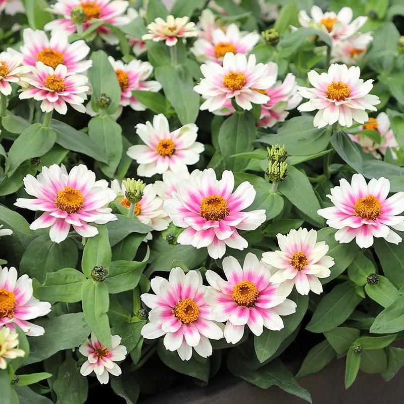 Zinnia Seeds - Profusion Cherry Bicolor