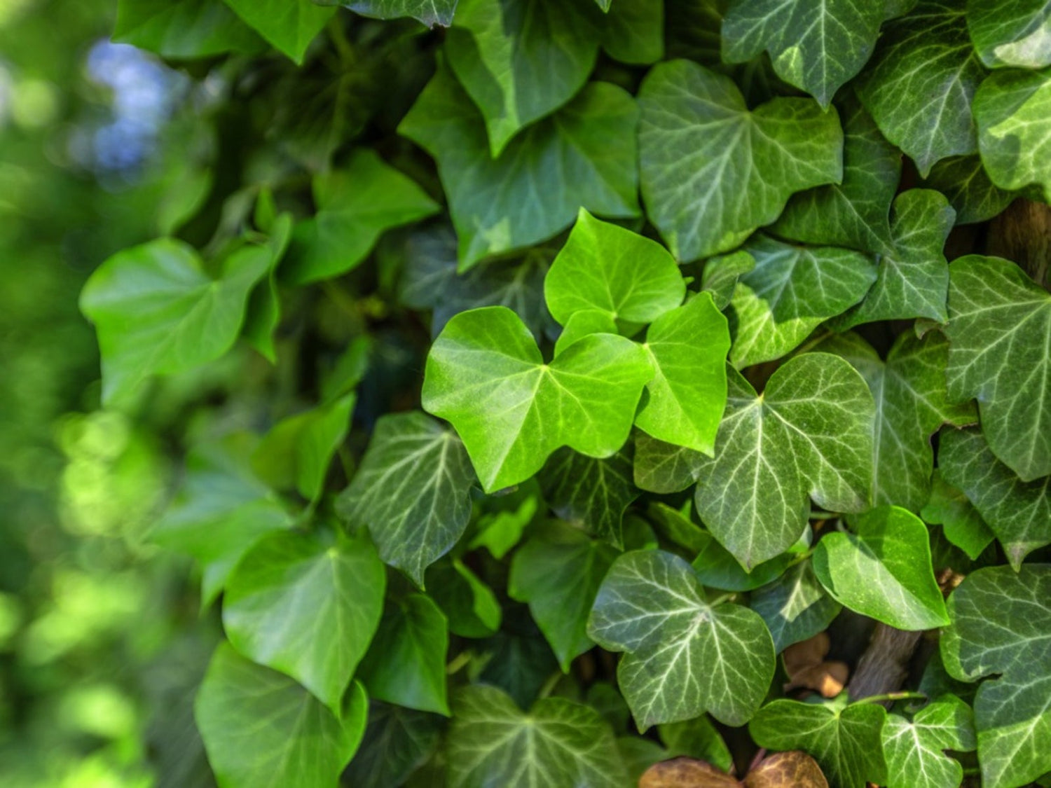 Ivy Plant Seed Set for Lush, Greenery in Your Garden