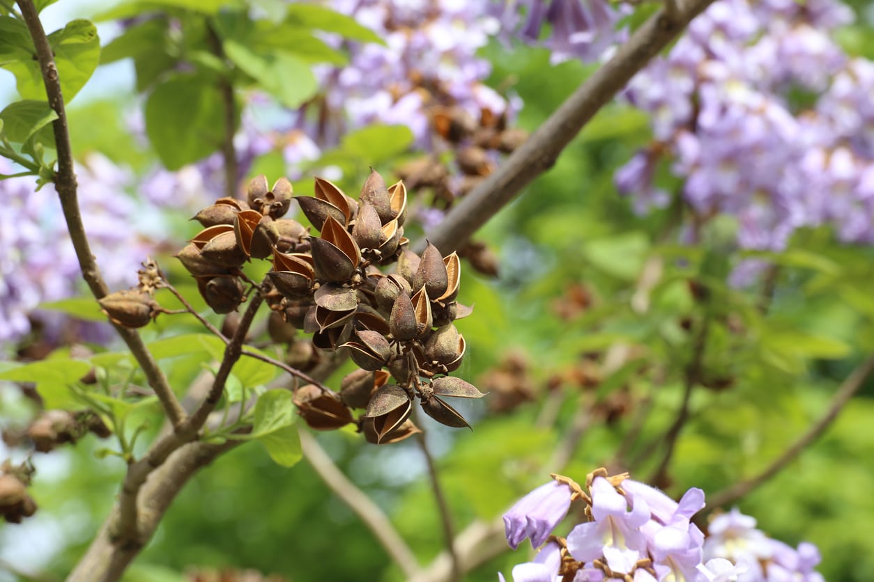 Royal Empress Paulownia tomentosa Flower Seeds for Planting in Landscape