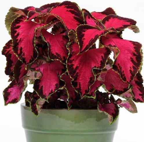 Coleus Sun Chocolate Covered Cherry Flower Seeds for Planting - Heirloom & Non-GMO seeds