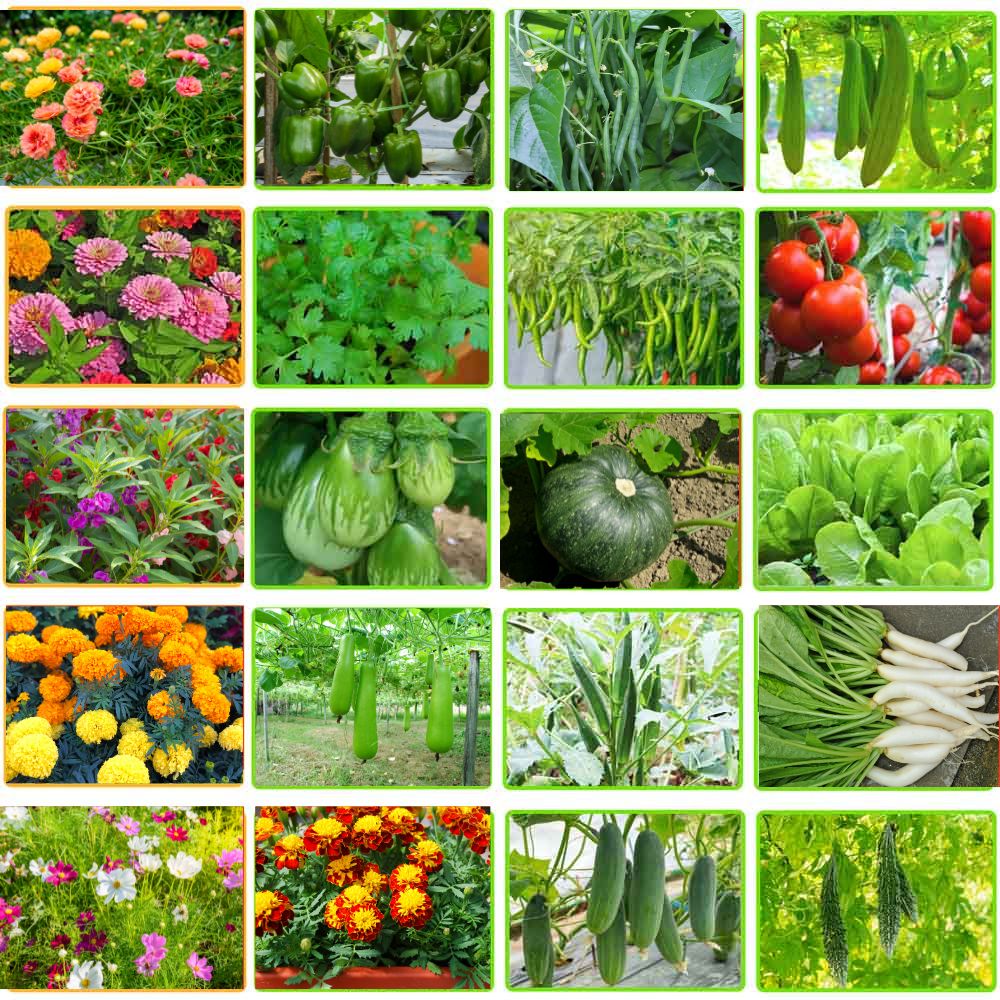 Mixed vegetables seeds for planting in kitchen garden or backyard raised beds