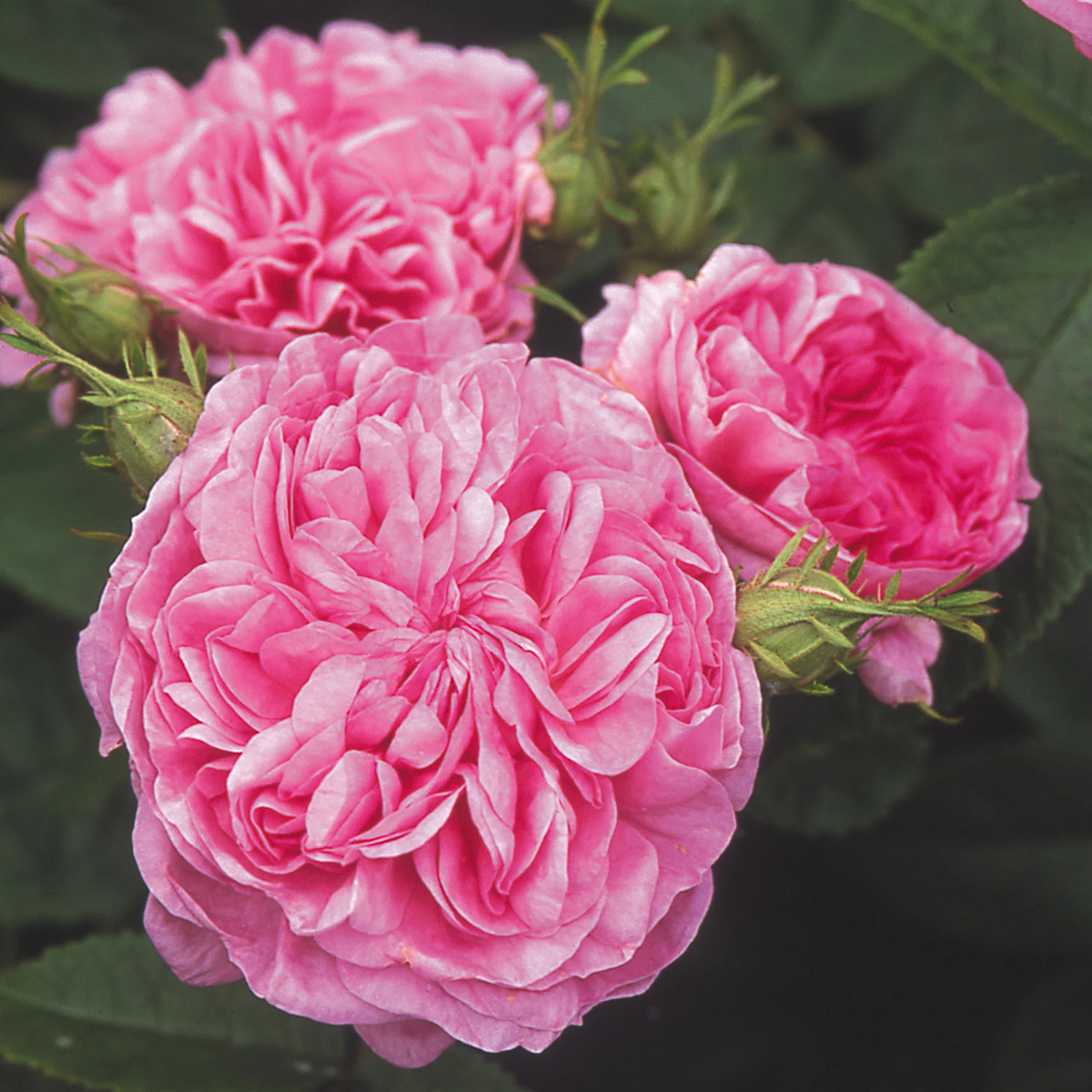 Heirloom Pink Damask Rose Seeds Seeds for Flower Bushes