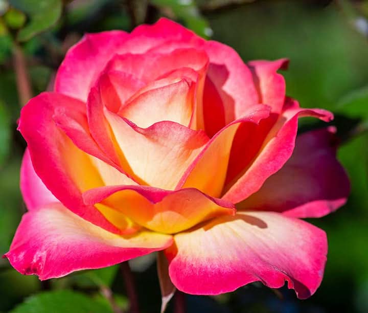 Sorbet Roses Floribunda (Pink, Light Orange), Flowering Seeds for Planting and Gardening