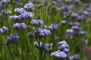 fresh and dried purple statice flower bunches arranged decoratively

