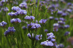 fresh and dried purple statice flower bunches arranged decoratively

