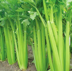 Celery Apium Graveolens Mini Annual Vegetable Seeds for Planting – Ideal for Small Space Gardening and Containers - Dharaseeds
