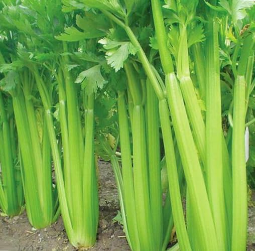 Celery Apium Graveolens Mini Annual Vegetable Seeds for Planting – Ideal for Small Space Gardening and Containers - Dharaseeds