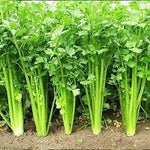 Celery Seeds for Planting - 100 Pcs pcs - Dharaseeds