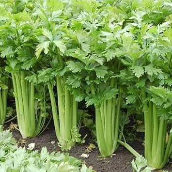 Celery Seeds for Planting - 100 Pcs pcs - Dharaseeds