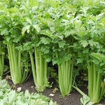 Celery Seeds for Planting - 100 Pcs pcs - Dharaseeds