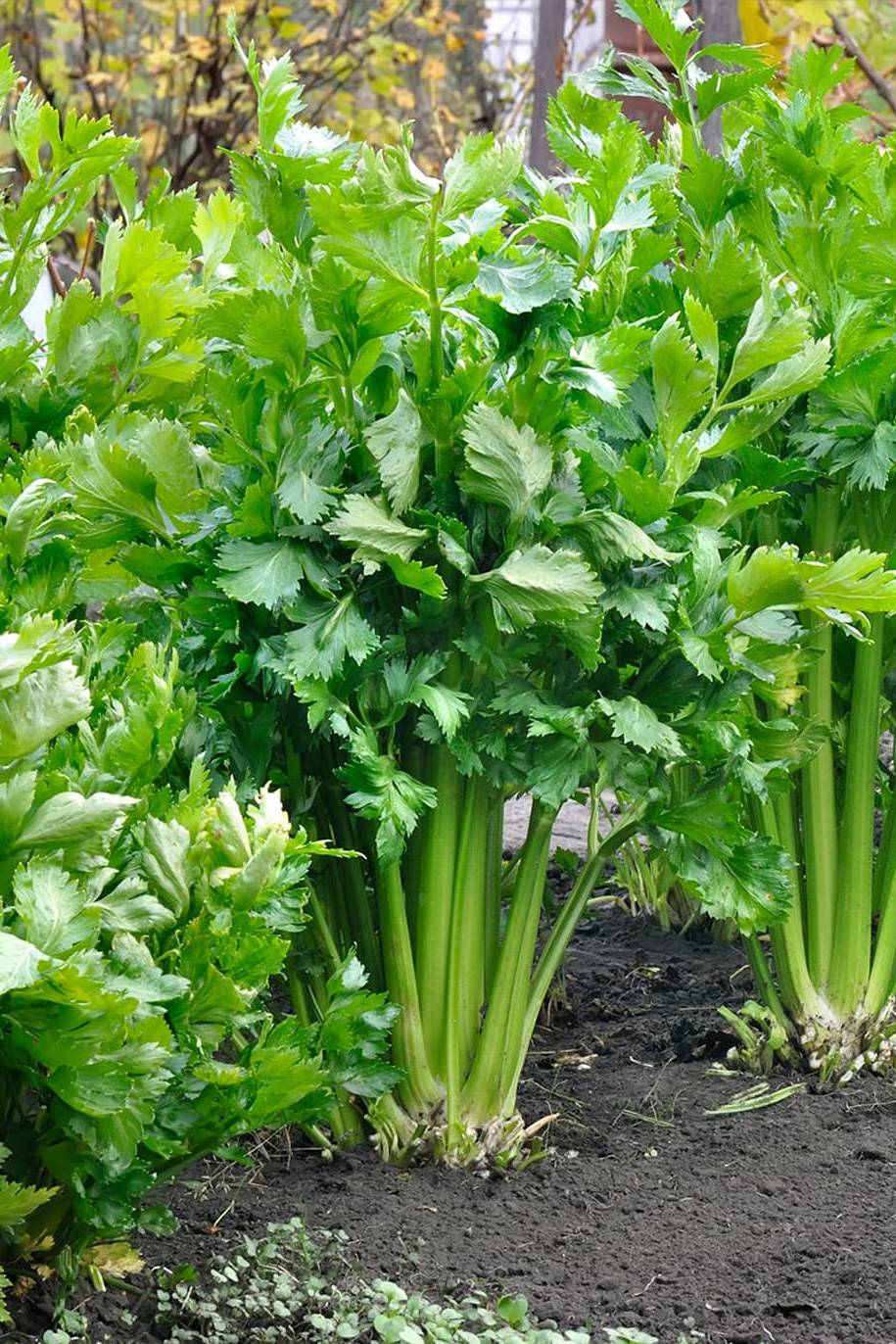 Tango Celery Seeds Heirloom Non-GMO High Germination Organic Garden Seeds