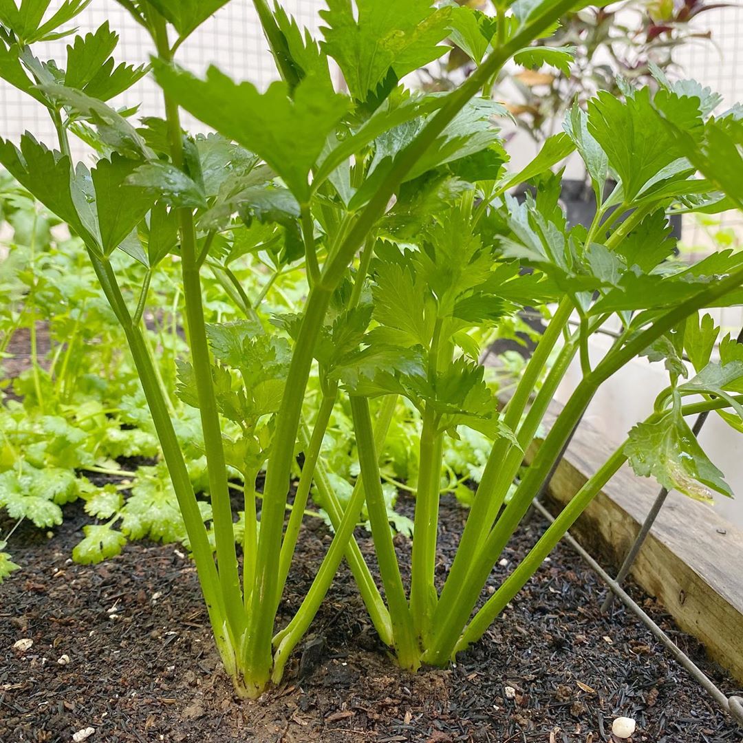 Celery Seeds for Planting