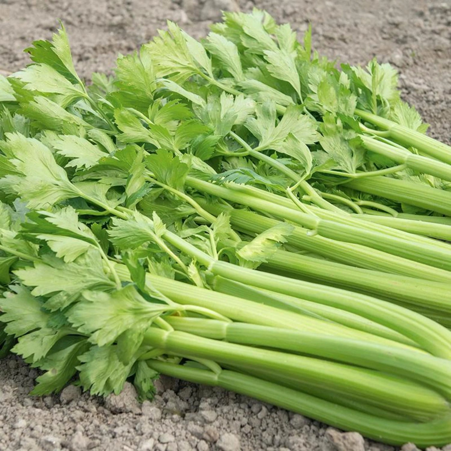 Tango Hybrid Celery Seeds | Crisp Tender Dark-Green Celery Stalks – Heirloom, Non-GMO, High Germination Organic Garden Seeds