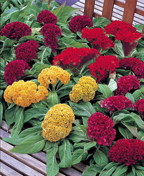 Celosia Armor Dwarf Hybrid Imported heirloom non-gmo garden seeds