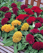 Celosia Armor Dwarf Hybrid Imported heirloom non-gmo garden seeds