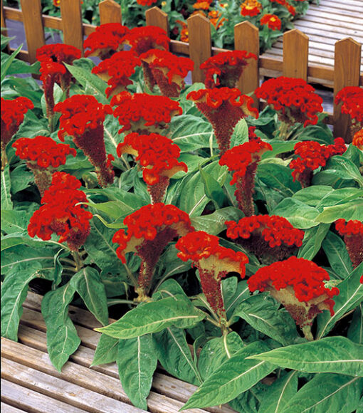 Celosia Armor Orange Dwarf Hybrid Imported heirloom non-gmo garden seeds