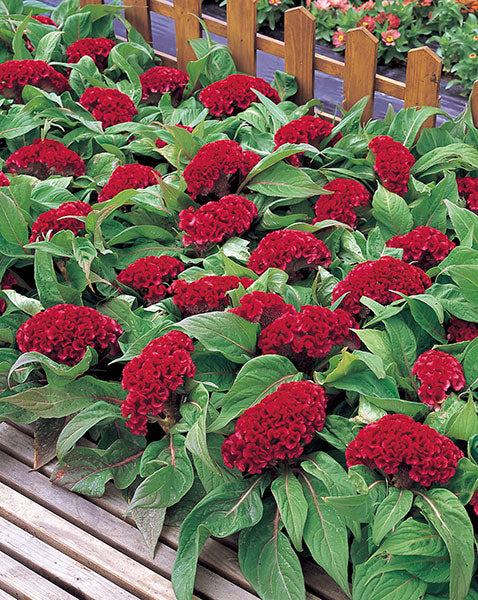 Celosia Armor Red Dwarf Hybrid Imported heirloom non-gmo garden seeds