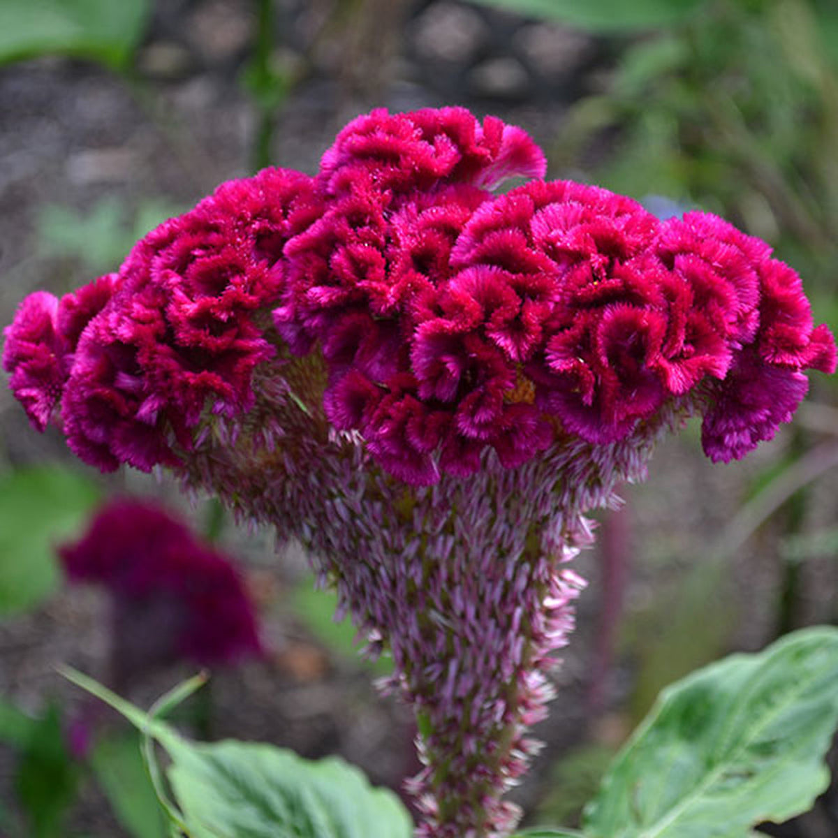 Cockscomb Flowering Seeds Collection For Planting