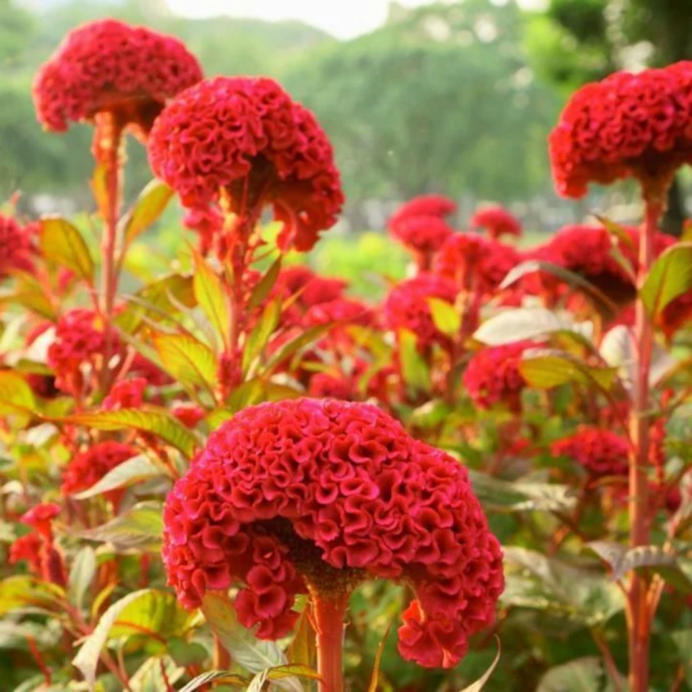 Arboreum Atropureum Flower Seeds for Planting - 100 pcs