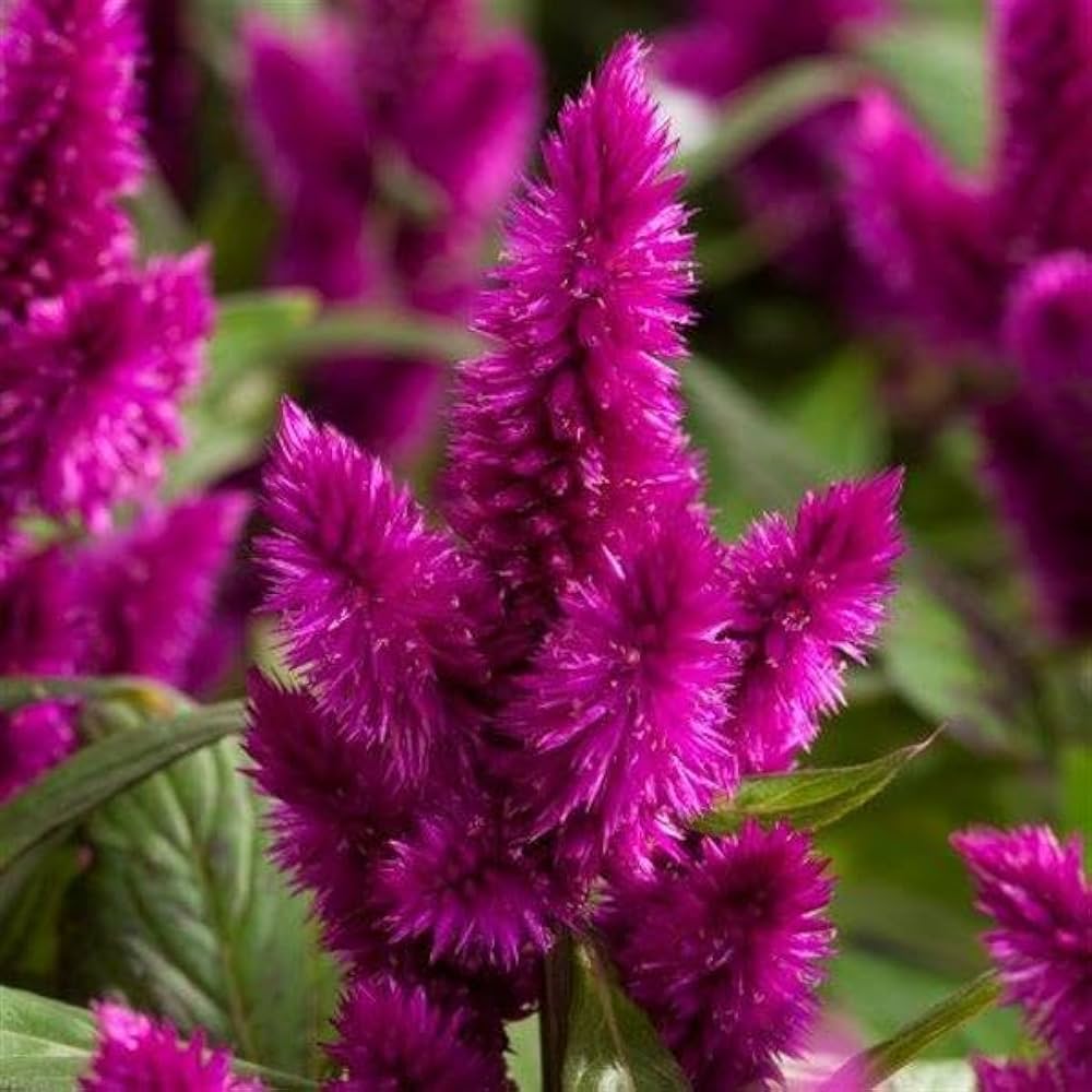 Celosia cristata hot pink frilly brain flower seeds for unique ornamental displays - Dharaseeds