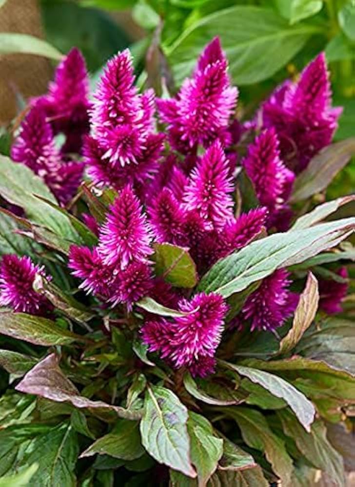 Celosia cristata hot pink frilly brain flower seeds for unique ornamental displays - Dharaseeds