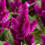 Celosia cristata hot pink frilly brain flower seeds for unique ornamental displays - Dharaseeds