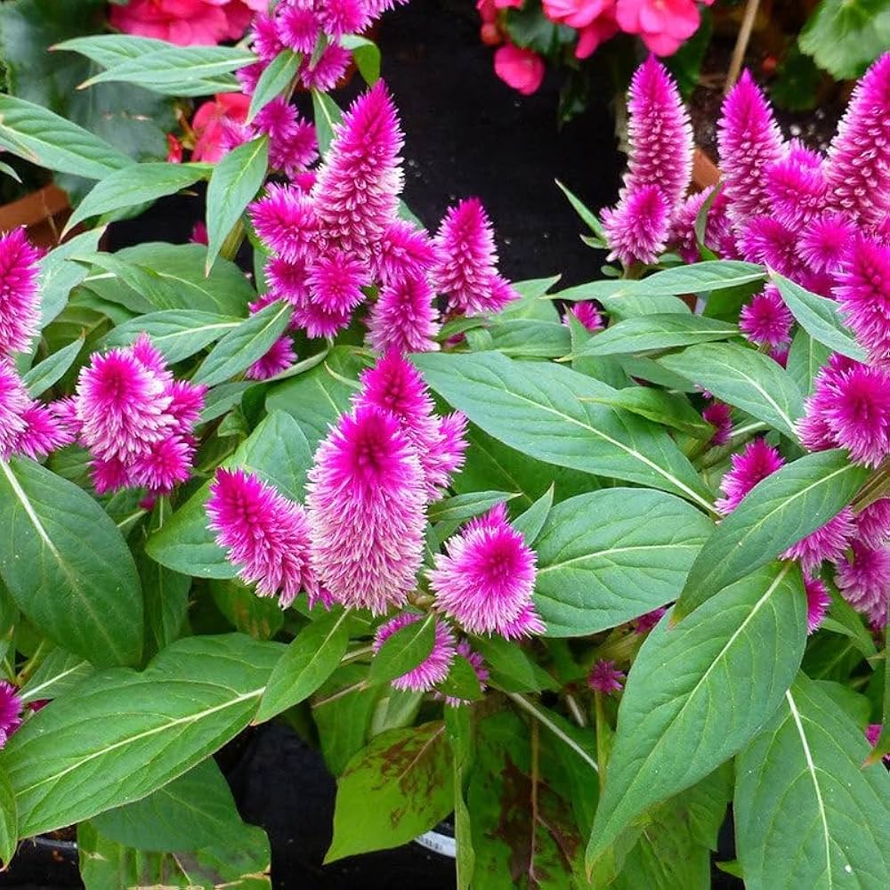 Celosia cristata hot pink frilly brain flower seeds for unique ornamental displays - Dharaseeds
