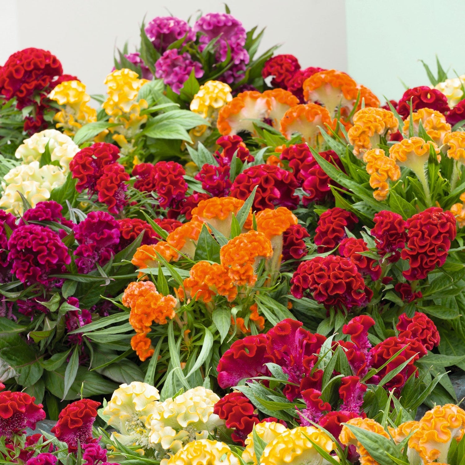 Celosia Seeds - Cristata Dwarf Mix