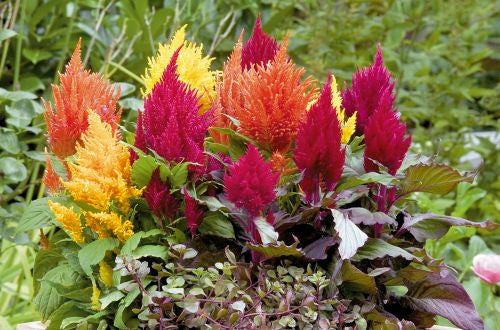 Celosia Fashion Look heirloom non-gmo organic garden seeds