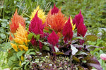 Celosia Fashion Look heirloom non-gmo organic garden seeds