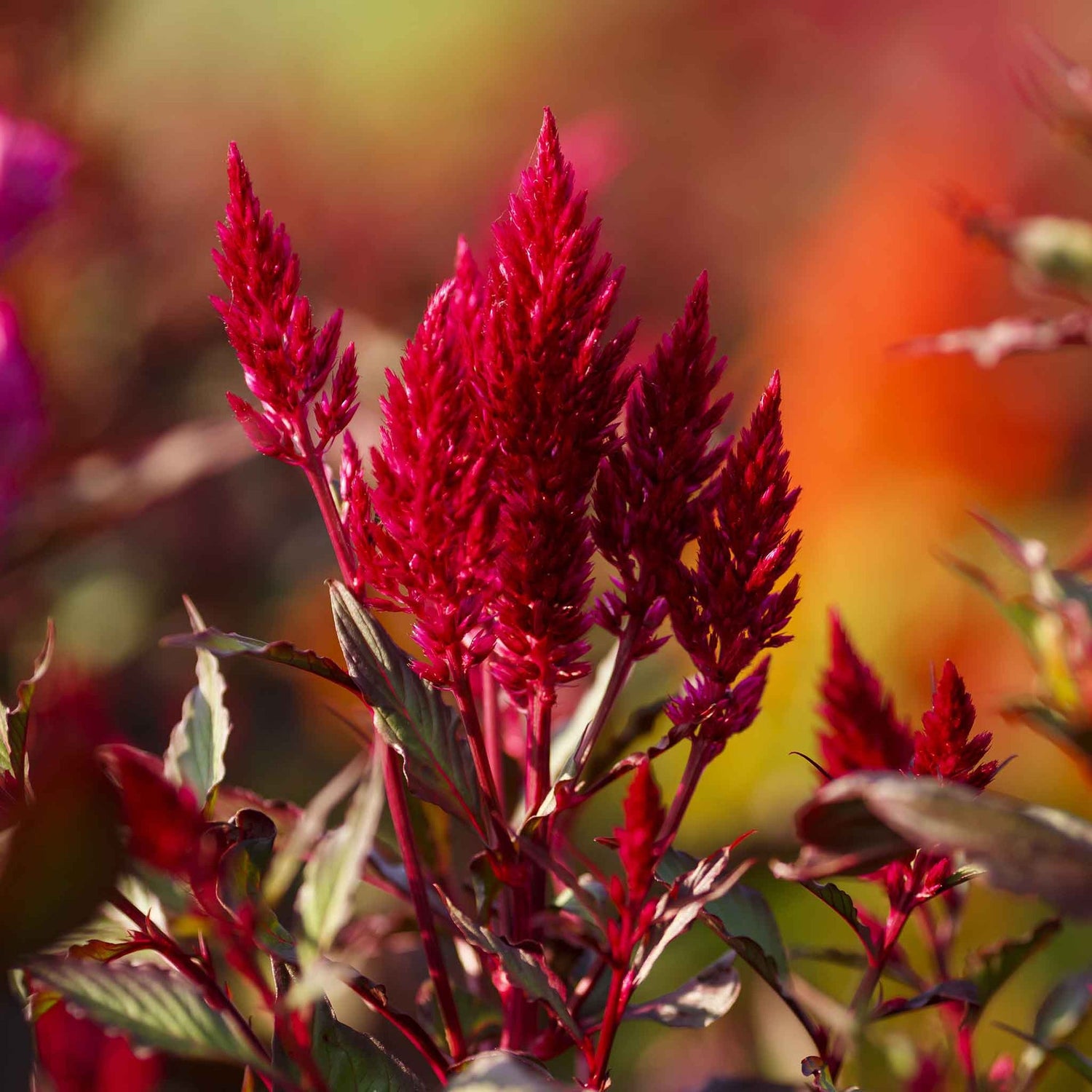 Celosia Seeds - Forest Fire