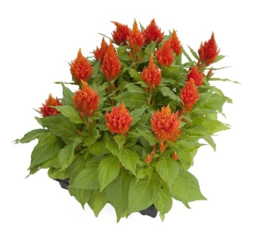 Celosia Glorious Orange Imported heirloom non-gmo organic garden seeds