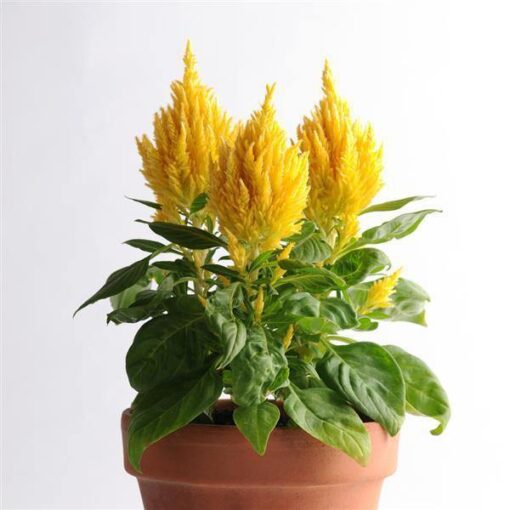 Celosia Glorious Yellow Imported heirloom non-gmo organic garden seeds