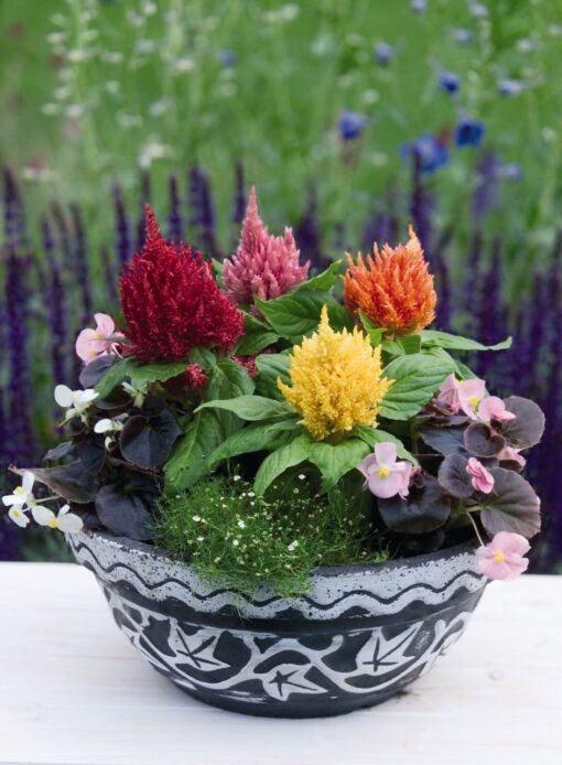 Celosia Glorious Imported heirloom non-gmo garden seeds