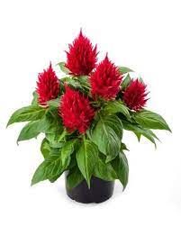 Celosia Glorious Red Imported heirloom non-gmo garden seeds