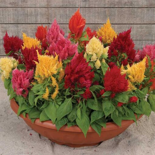 Celosia Ice Cream Hybrid Imported heirloom non-gmo garden seeds