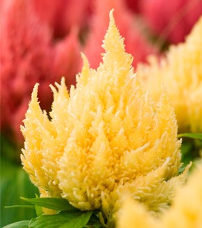 Celosia Ice Cream Yellow Imported heirloom non-gmo garden seeds