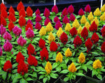 Celosia Kimono Hybrid Imported heirloom non-gmo organic garden seeds