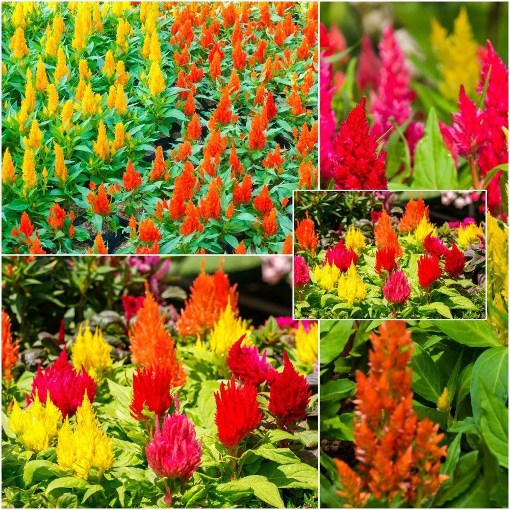 Celosia Seeds - Plumosa Lilliput Kewpie Mix