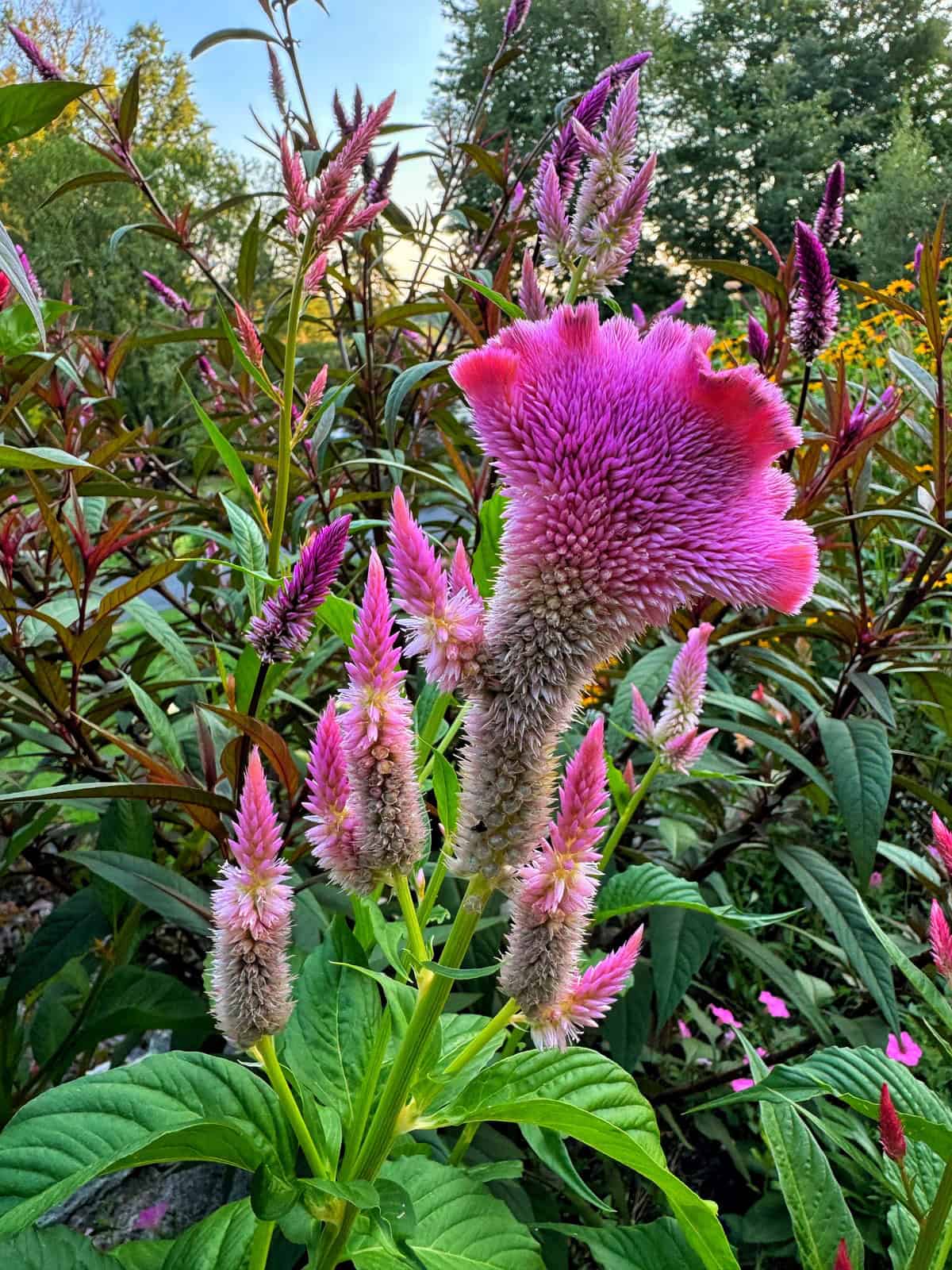 Mix Celosia Seeds