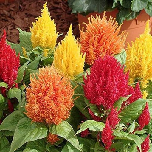 Celosia Plumosa Dwarf Open Pollinated heirloom non-gmo garden seeds