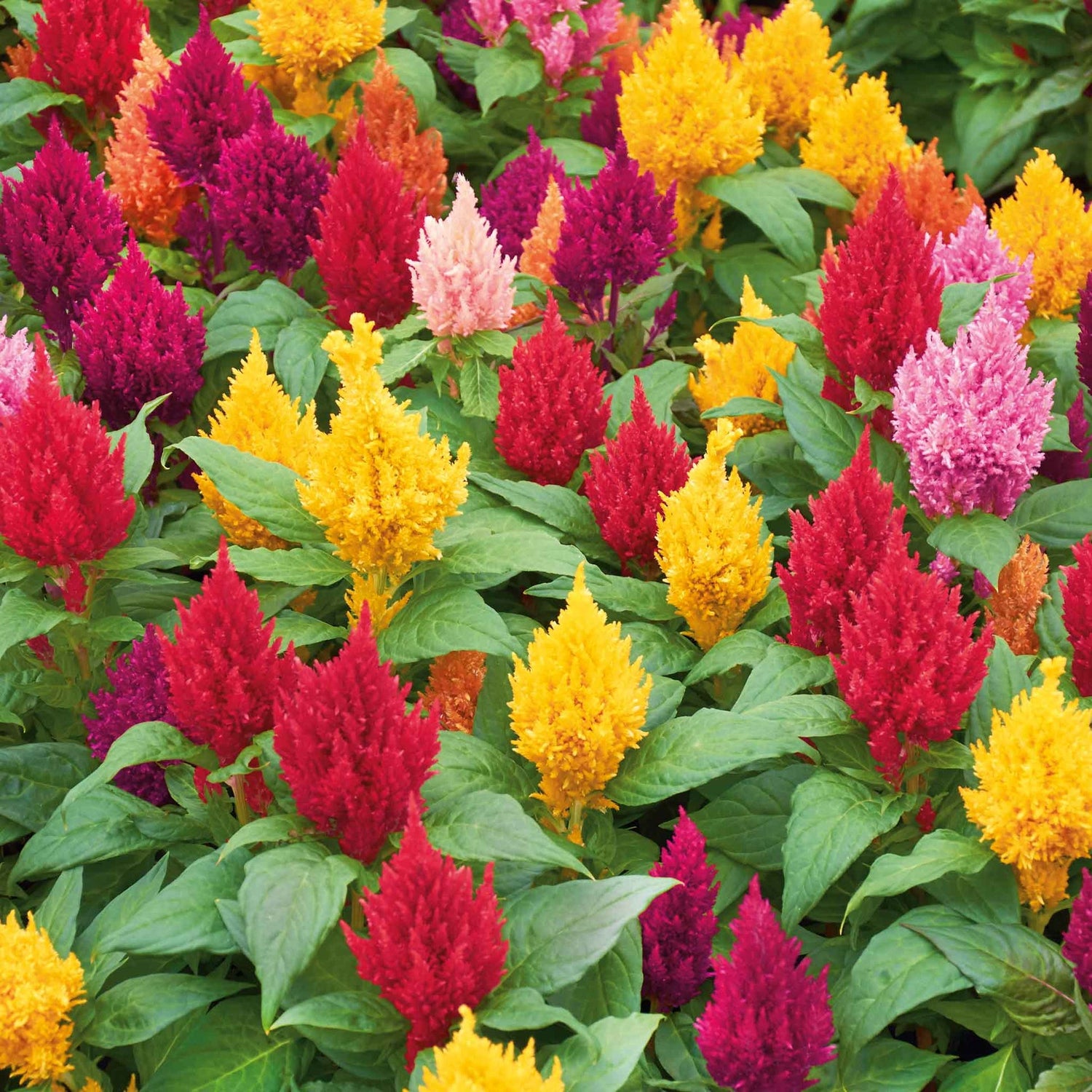 Celosia Seeds - Plumosa Lilliput Kewpie Mix