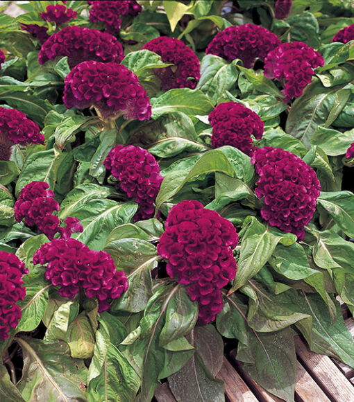 Celosia Armor Purple Dwarf Hybrid Imported heirloom non-gmo garden seeds