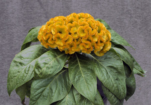Celosia Armor Yellow Dwarf Hybrid Imported heirloom non-gmo garden seeds