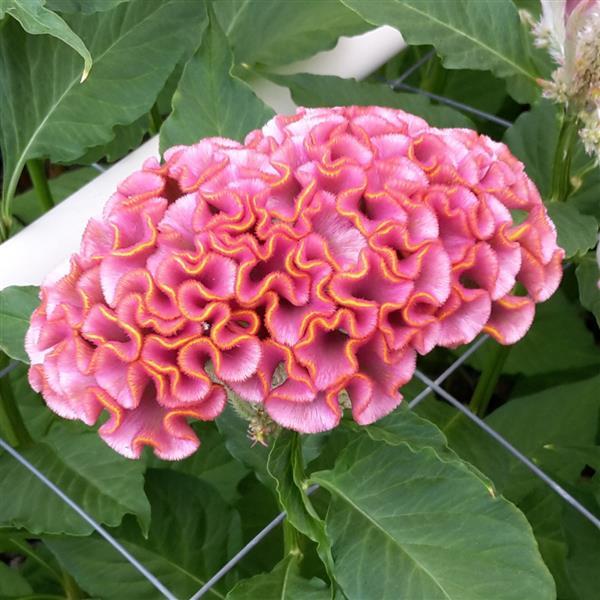 Kurume Rose Cockscomb Celosia Flower Seeds for Summer Gardens