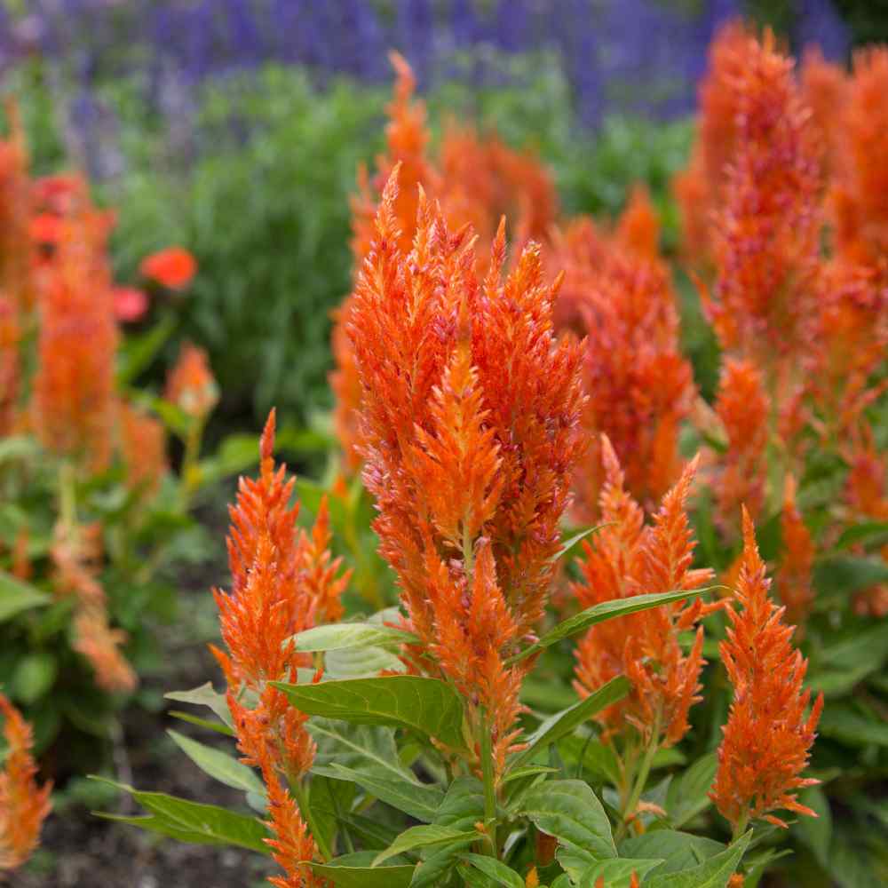 Celosia Orange Vibrant Bloom Flower Seeds